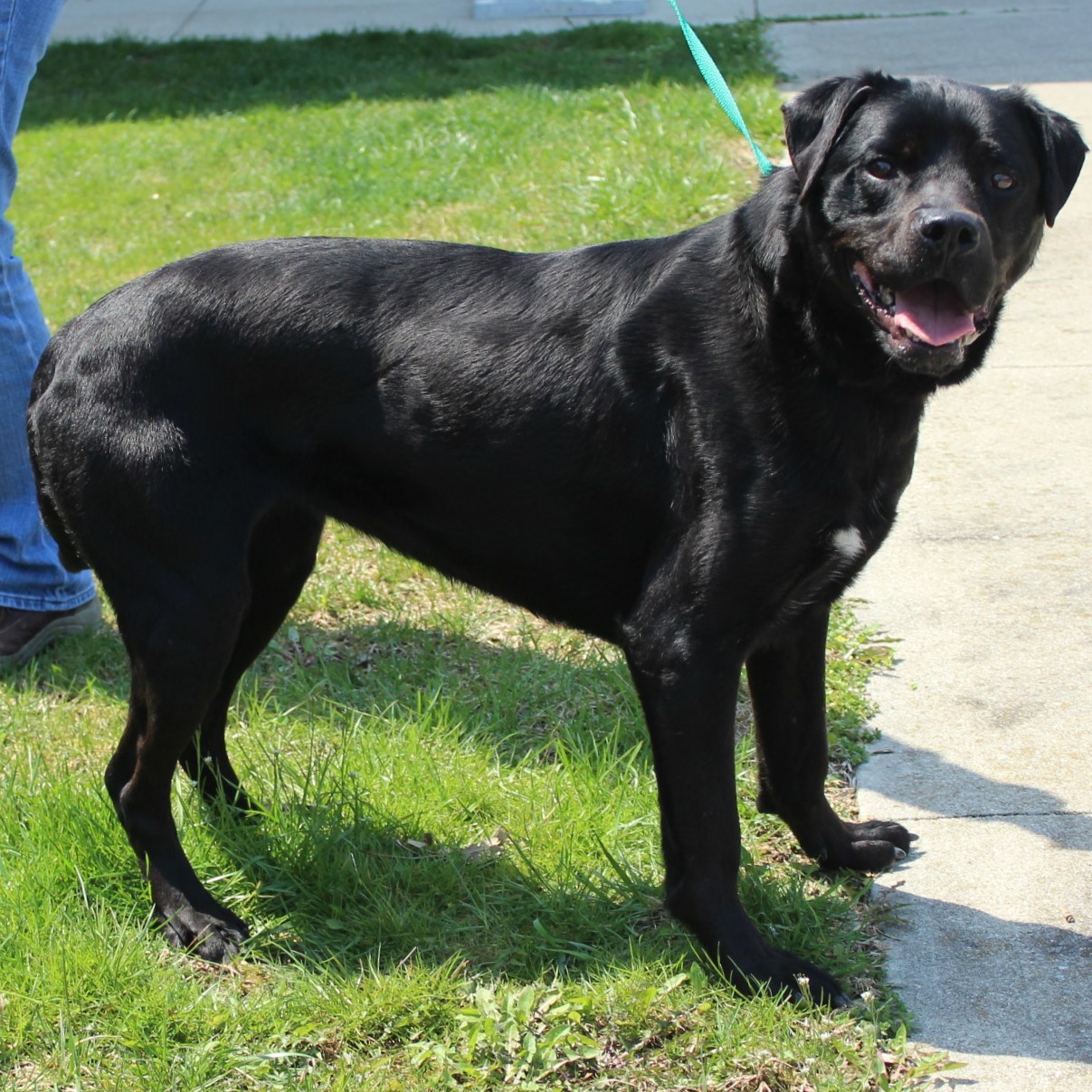 Desire, an adoptable Labrador Retriever in Eaton, OH, 45320 | Photo Image 5