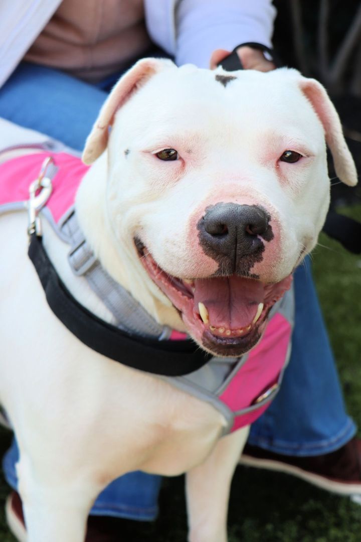 Penny, an adoptable American Staffordshire Terrier in East Rockaway, NY, 11518 | Photo Image 3
