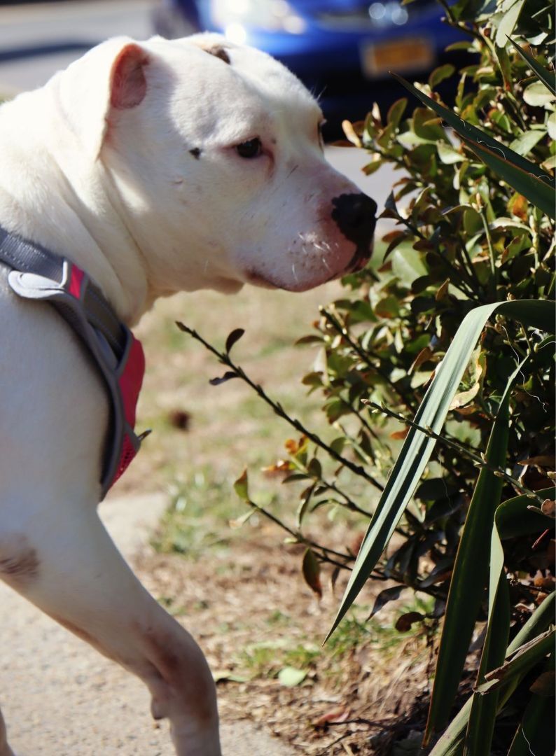 Penny, an adoptable American Staffordshire Terrier in East Rockaway, NY, 11518 | Photo Image 4