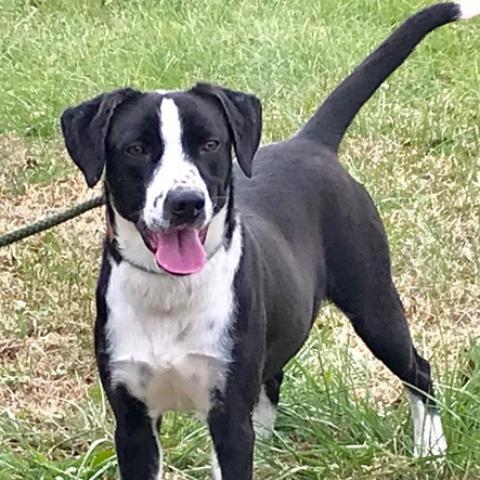 Avery, an adoptable English Pointer, Black Labrador Retriever in Sequatchie, TN, 37374 | Photo Image 4