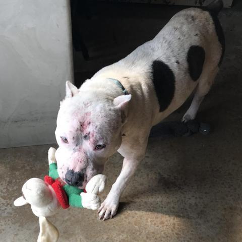 Caesar, an adoptable American Bulldog in Sequatchie, TN, 37374 | Photo Image 2
