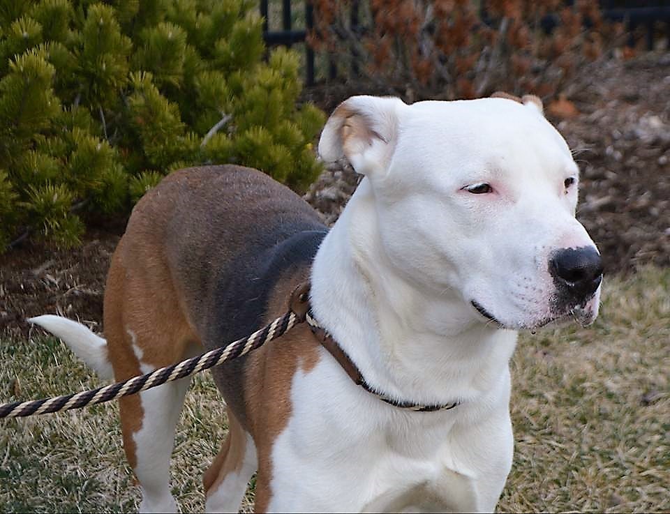 Noble, an adoptable Pit Bull Terrier in Schaumburg, IL, 60168 | Photo Image 2