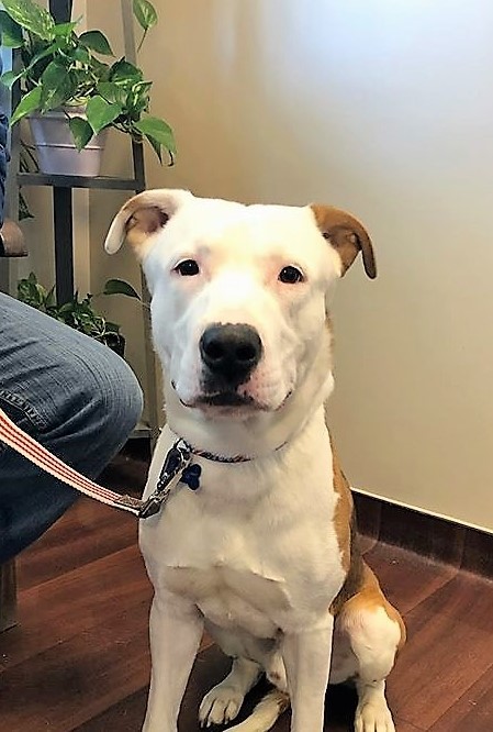 Noble, an adoptable Pit Bull Terrier in Schaumburg, IL, 60168 | Photo Image 1