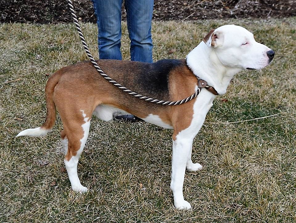 Noble, an adoptable Pit Bull Terrier in Schaumburg, IL, 60168 | Photo Image 3