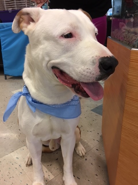 Noble, an adoptable Pit Bull Terrier in Schaumburg, IL, 60168 | Photo Image 4