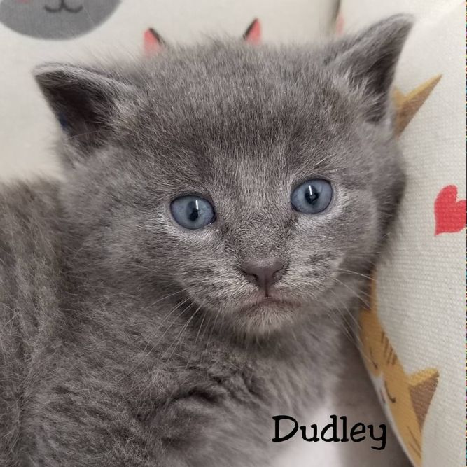 Dudley
