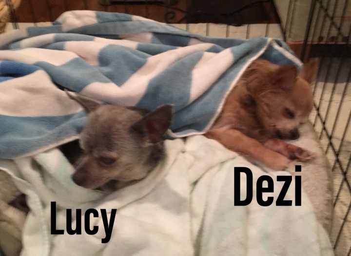 Lucy & Dezi 2