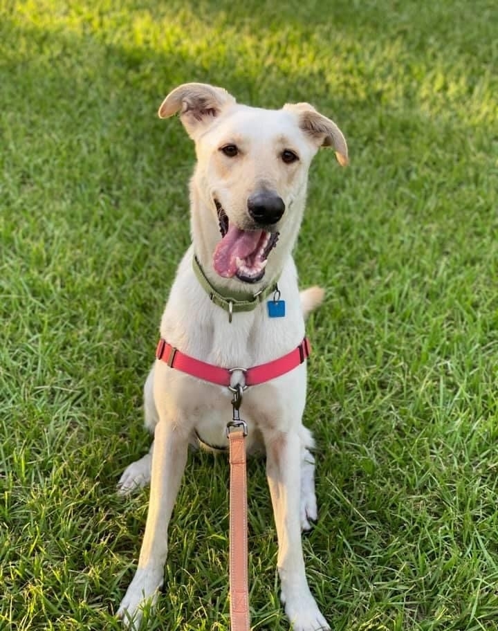 Piper, an adoptable Mixed Breed in Houston, TX, 77008 | Photo Image 1