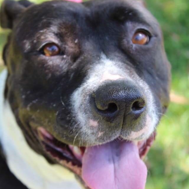 Lola, an adoptable Pit Bull Terrier in Citrus Heights, CA, 95610 | Photo Image 1