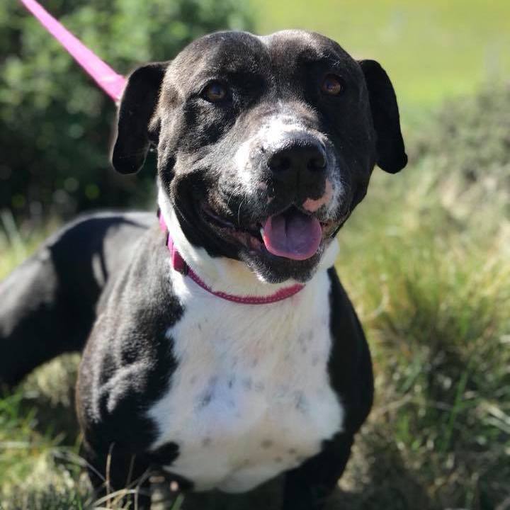 Lola, an adoptable Pit Bull Terrier in Citrus Heights, CA, 95610 | Photo Image 2
