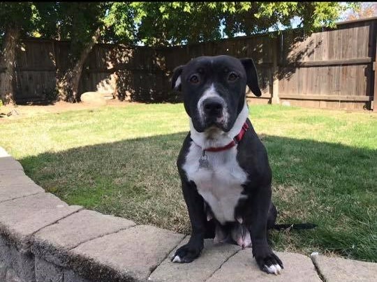 Lola, an adoptable Pit Bull Terrier in Citrus Heights, CA, 95610 | Photo Image 3