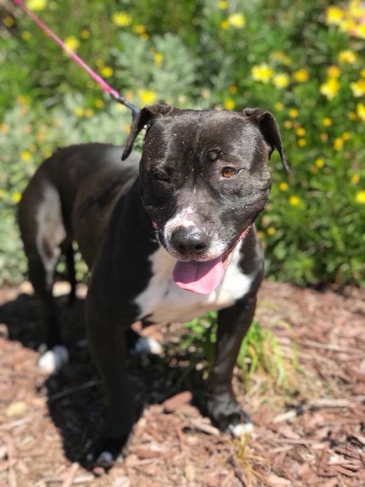 Lola, an adoptable Pit Bull Terrier in Citrus Heights, CA, 95610 | Photo Image 5