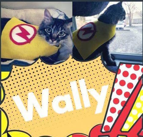 Wally 2