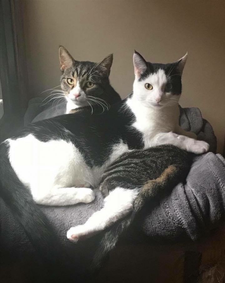 Cat Brother And Sister