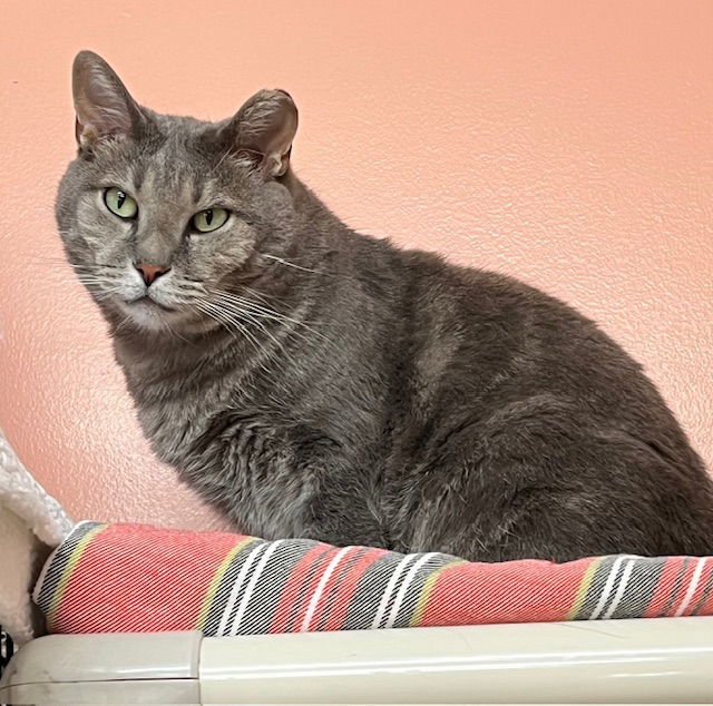 Osaka, an adoptable Domestic Short Hair, Tabby in Seal Beach, CA, 90740 | Photo Image 1