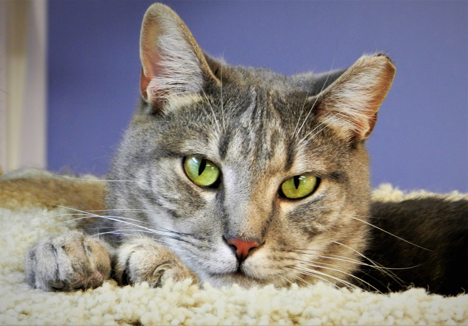 Osaka, an adoptable Domestic Short Hair, Tabby in Seal Beach, CA, 90740 | Photo Image 2
