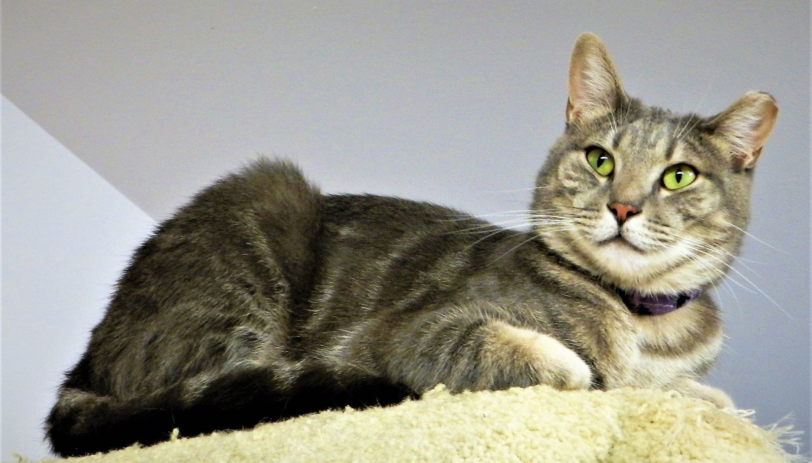 Osaka, an adoptable Domestic Short Hair, Tabby in Seal Beach, CA, 90740 | Photo Image 3