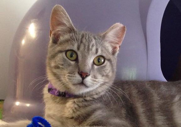 Osaka, an adoptable Domestic Short Hair, Tabby in Seal Beach, CA, 90740 | Photo Image 3