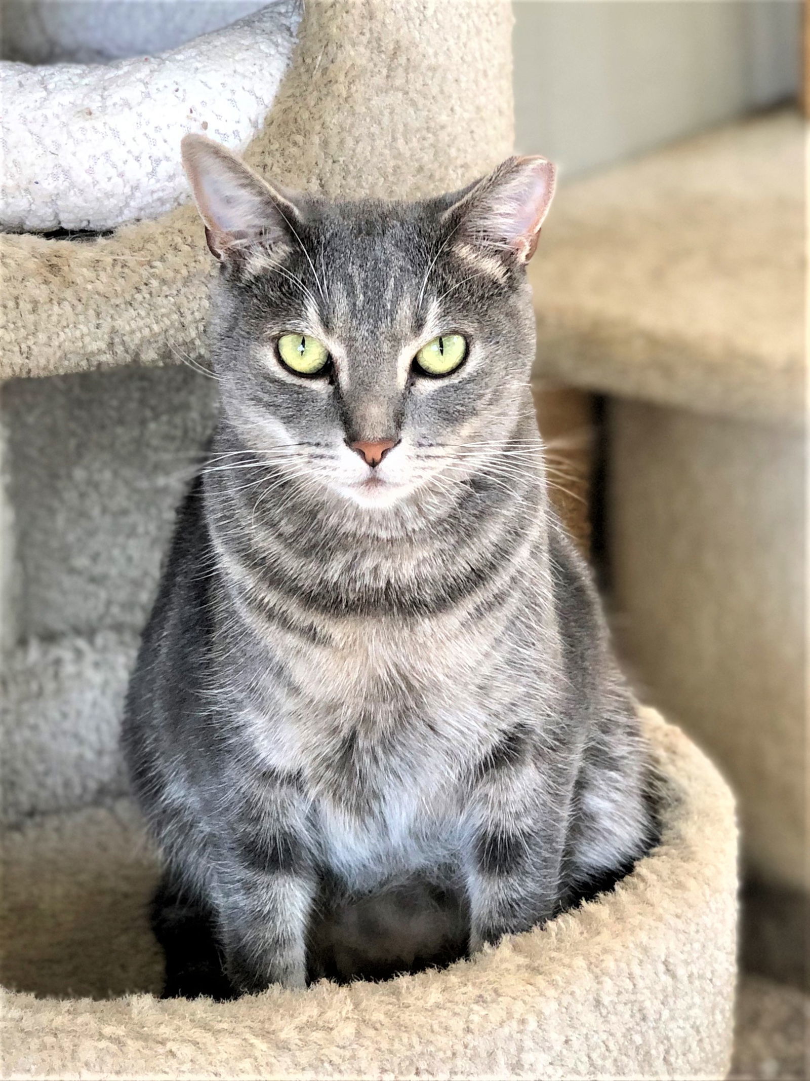 Oshkosh, an adoptable Domestic Short Hair, Tabby in Seal Beach, CA, 90740 | Photo Image 1