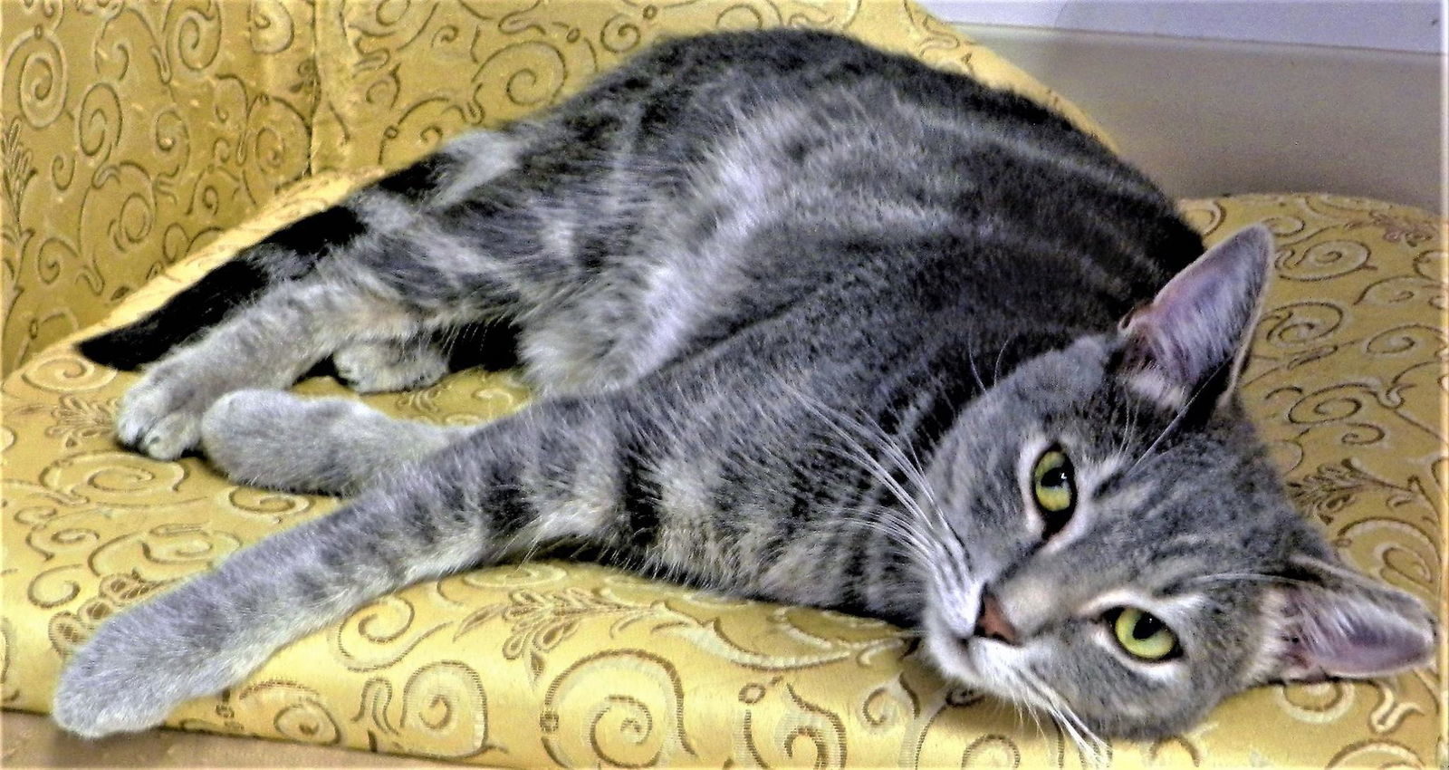 Oshkosh, an adoptable Domestic Short Hair, Tabby in Seal Beach, CA, 90740 | Photo Image 2