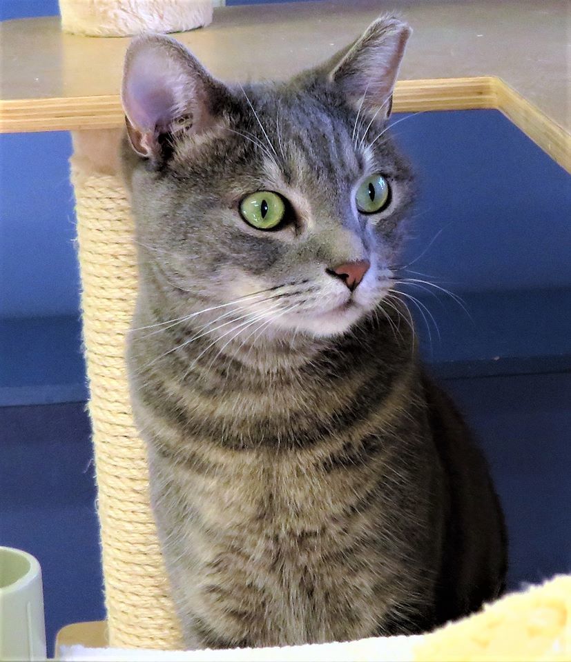Oshkosh, an adoptable Domestic Short Hair, Tabby in Seal Beach, CA, 90740 | Photo Image 2