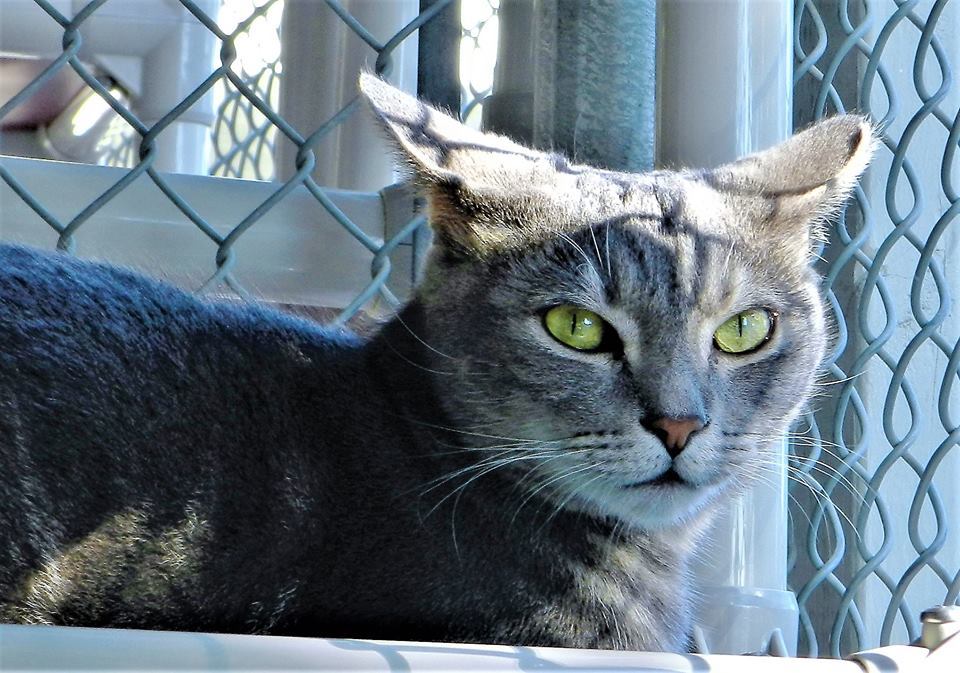 Oshkosh, an adoptable Domestic Short Hair, Tabby in Seal Beach, CA, 90740 | Photo Image 3