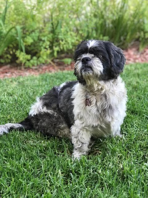 Dog For Adoption Aston A Shih Tzu Cocker Spaniel Mix In Los