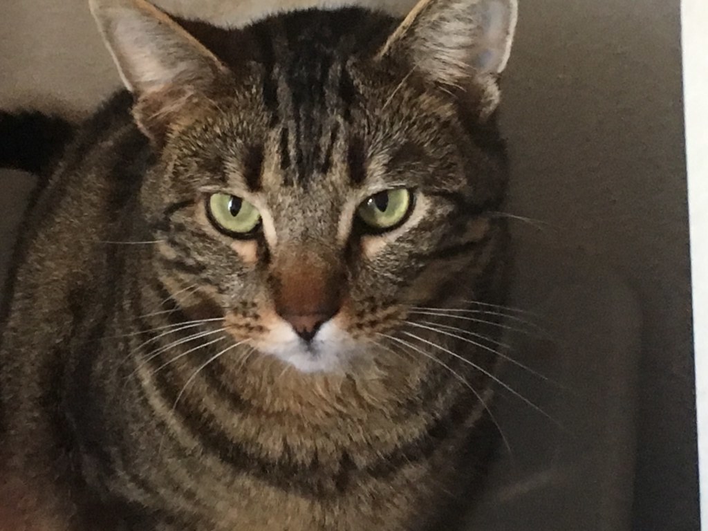 Beau, an adoptable Tabby in Tustin, CA, 92780 | Photo Image 1