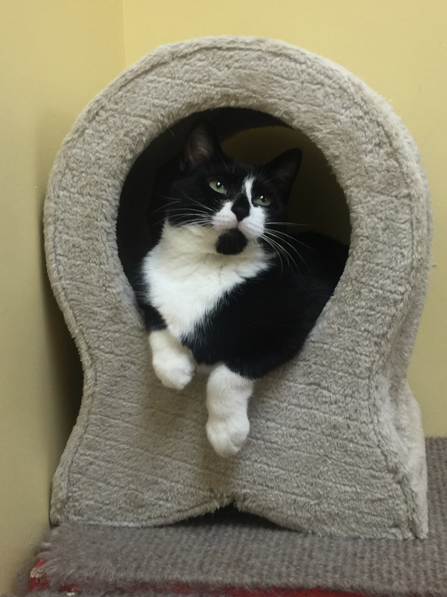 Boomer, an adoptable Domestic Short Hair in Arlington Heights, IL, 60006 | Photo Image 2