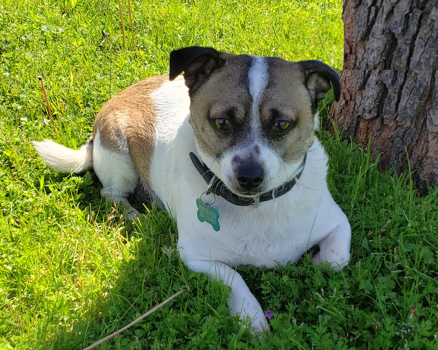 Tom, an adoptable Jack Russell Terrier, Terrier in San Francisco, CA, 94116 | Photo Image 1