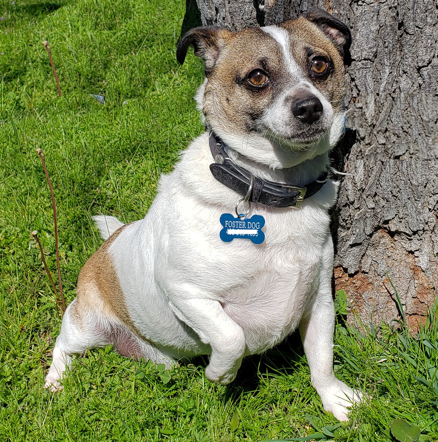 Tom, an adoptable Jack Russell Terrier, Terrier in San Francisco, CA, 94116 | Photo Image 2