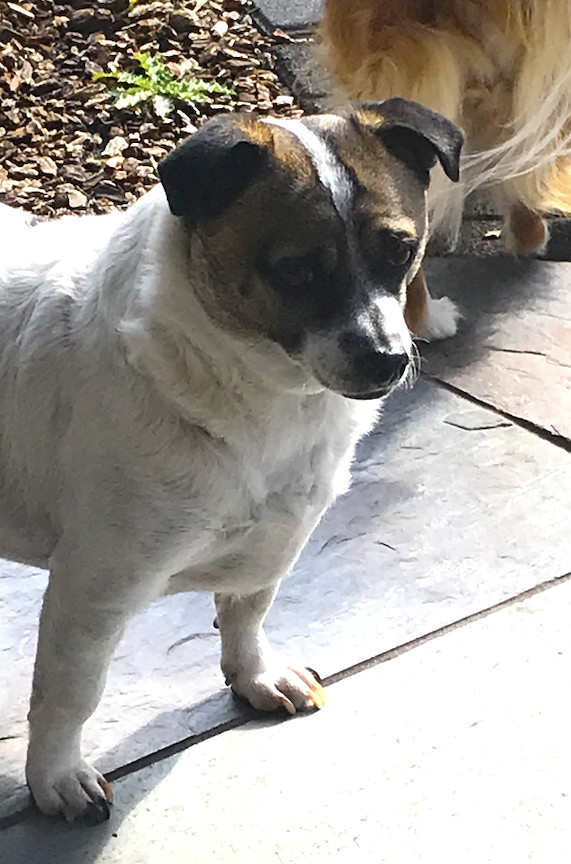 Tom, an adoptable Jack Russell Terrier, Terrier in San Francisco, CA, 94116 | Photo Image 3