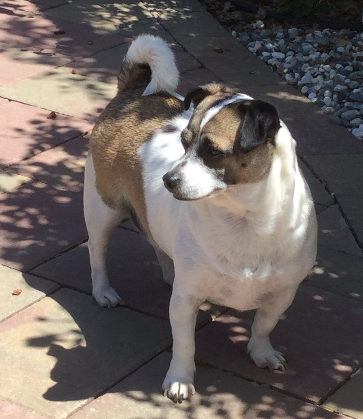 Tom, an adoptable Jack Russell Terrier, Terrier in San Francisco, CA, 94116 | Photo Image 5