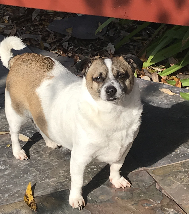 Tom, an adoptable Jack Russell Terrier, Terrier in San Francisco, CA, 94116 | Photo Image 6