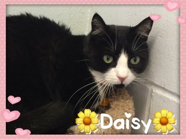 Daisy, an adopted American Shorthair in East Northport, NY_image-1