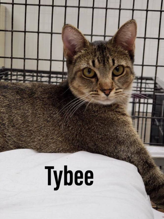 Tybee