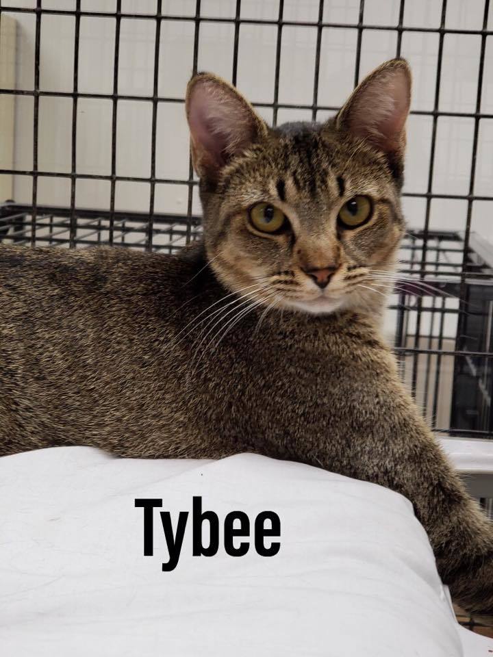 Tybee 1
