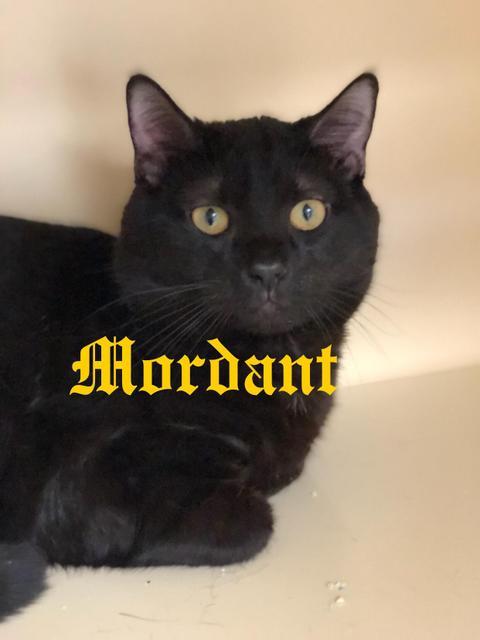 Mordant! at PetSmart! 1