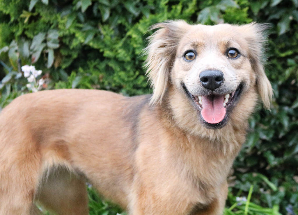 Snickers, an adoptable Spaniel in Portland, OR, 97239 | Photo Image 2