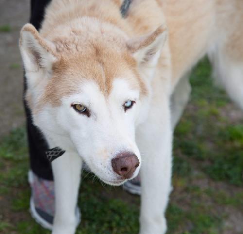 Kelso, an adoptable Siberian Husky in Raleigh, NC_image-1