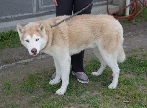 Kelso, an adoptable Siberian Husky in Raleigh, NC, 27624 | Photo Image 2