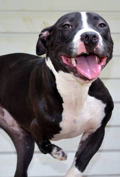 Dog for adoption - Stubbs, a Pit Bull Terrier in Dallas, GA | Petfinder