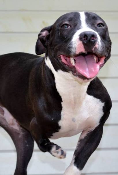 Stubbs, an adoptable Pit Bull Terrier in Dallas, GA, 30132 | Photo Image 1