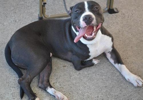Stubbs, an adoptable Pit Bull Terrier in Dallas, GA, 30132 | Photo Image 2