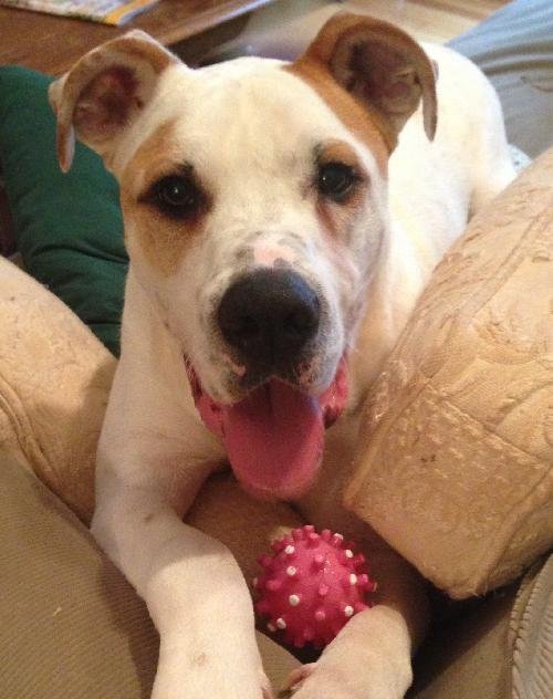 Stone, an adoptable American Bulldog, Great Dane in Dallas, GA, 30132 | Photo Image 1