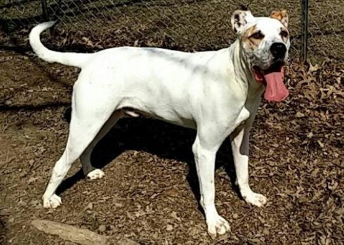Stone, an adoptable American Bulldog, Great Dane in Dallas, GA, 30132 | Photo Image 2