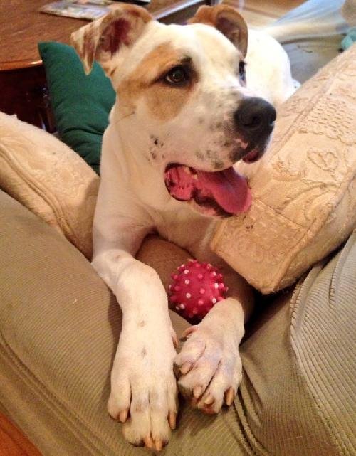 Stone, an adoptable American Bulldog, Great Dane in Dallas, GA, 30132 | Photo Image 3