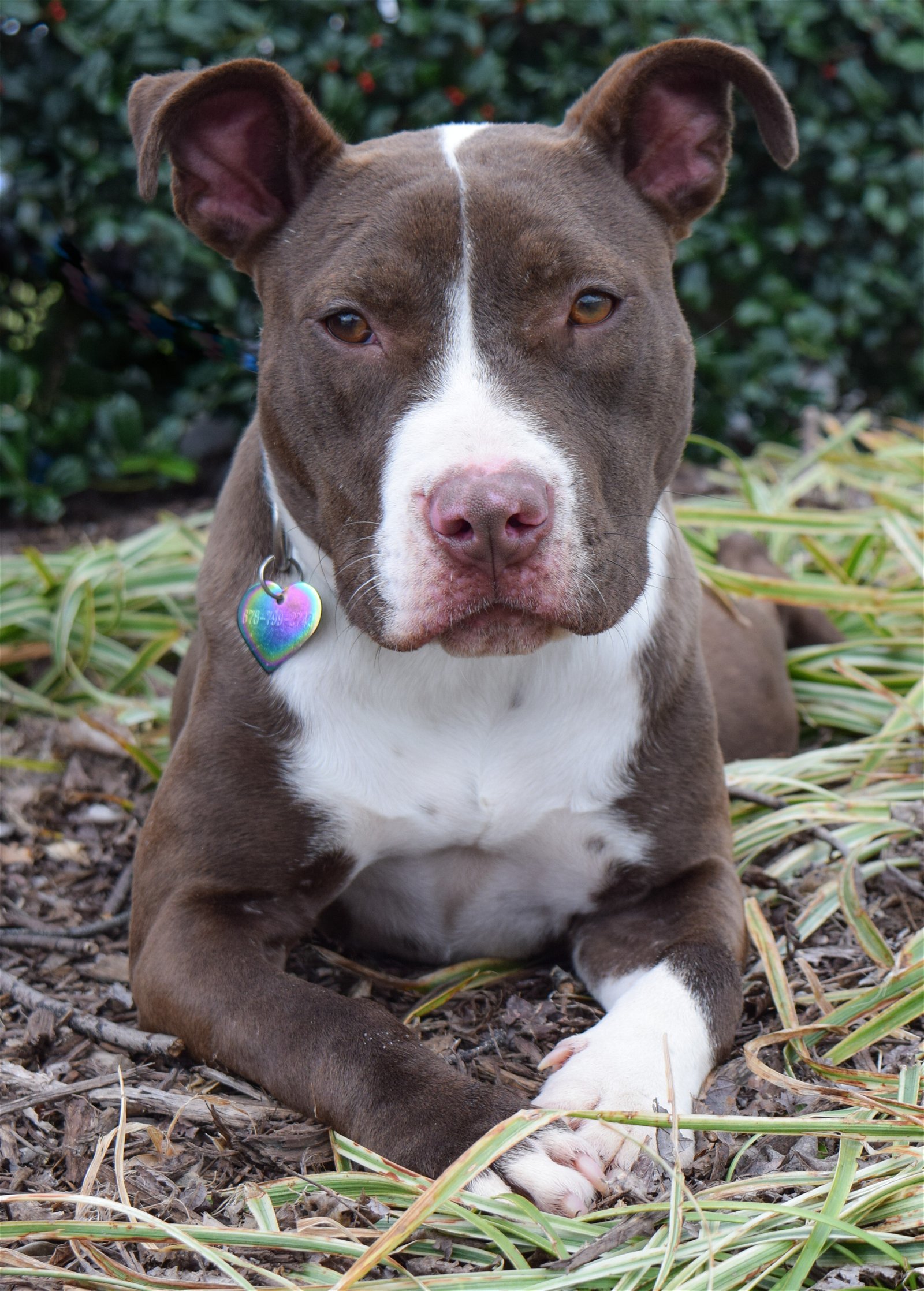 Riblett, an adoptable Pit Bull Terrier in Dallas, GA, 30132 | Photo Image 1