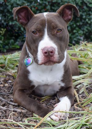 Riblett, Adult Female Pit Bull Terrier