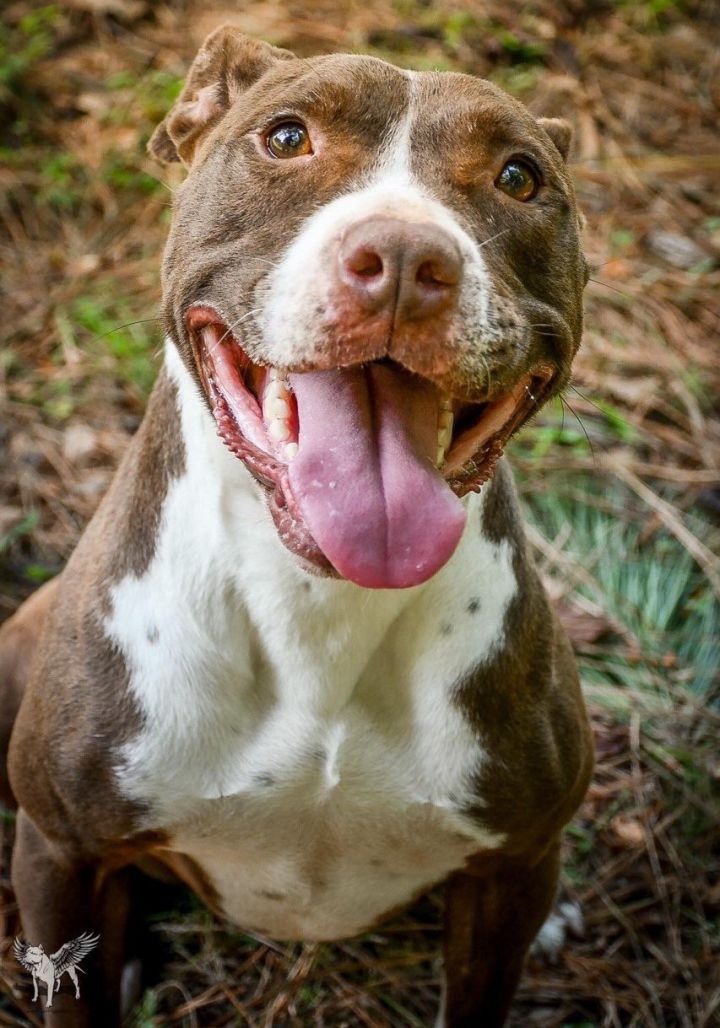Riblett, an adoptable Pit Bull Terrier Mix in Dallas, GA_image-2